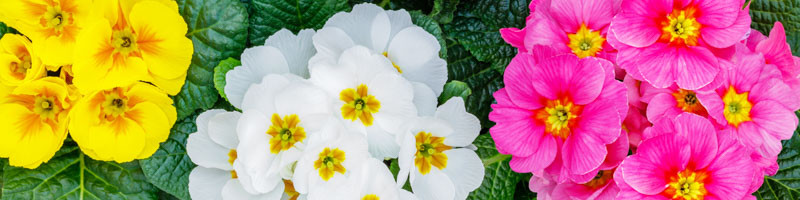 Primrose, Primroses, Primula, Birth month flower